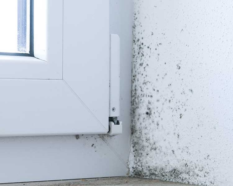 Mold on the windowsill. Poor ventilation of premises. Fungus and mold